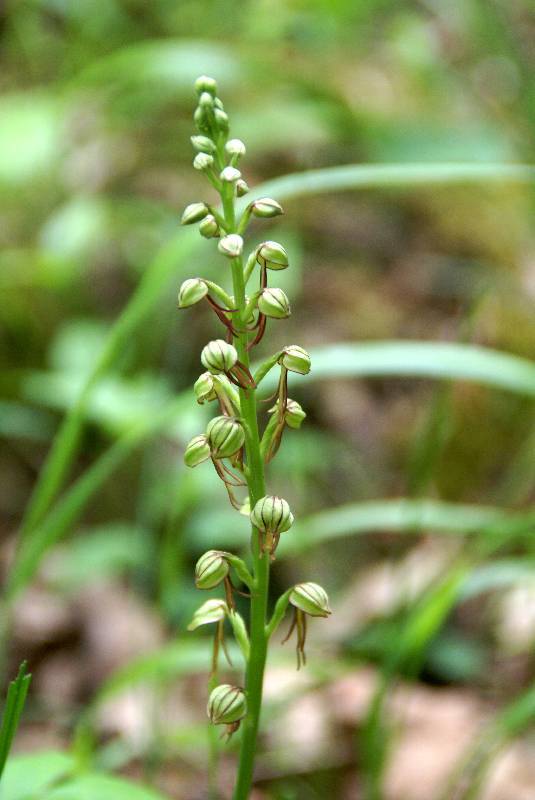 Unser Orchideenpark Bild Nr.069